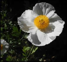 white poppy